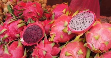 The Dragon Fruit is to be tasted
