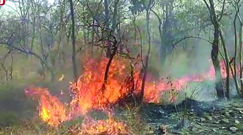 Fire breakes in srisailam forest