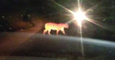 Tiger in Adilabad roads