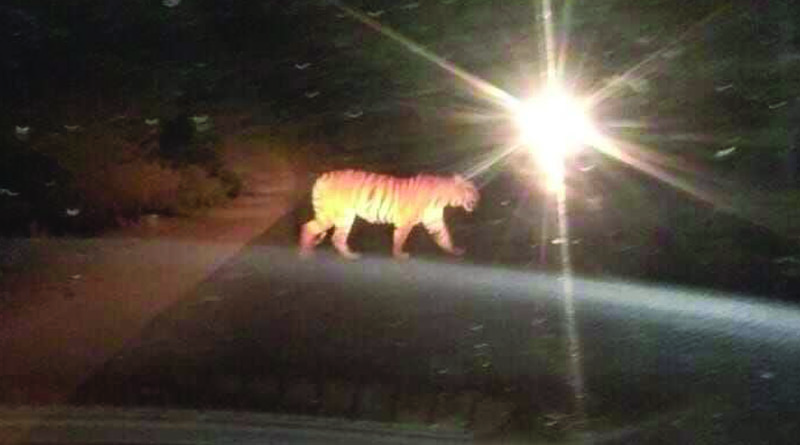 Tiger in Adilabad roads