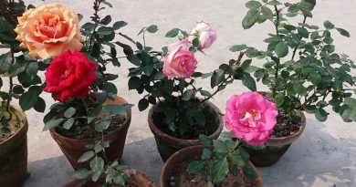 Care Rose Plants