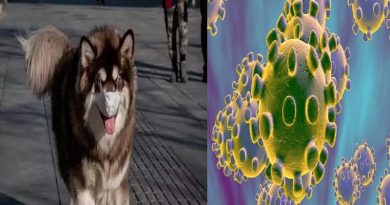 pet-dog-corona virus