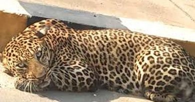 Leopard at Himayat Sagar
