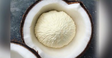 coconut flower