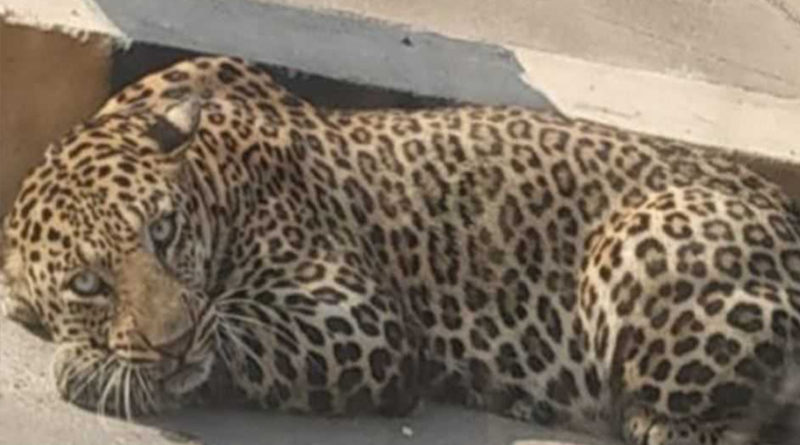 Cheetah found