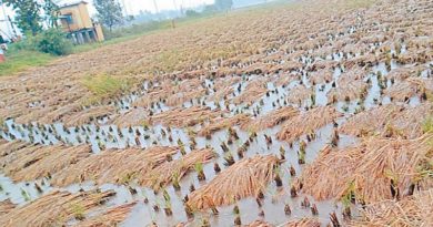 Rice crop in rain water