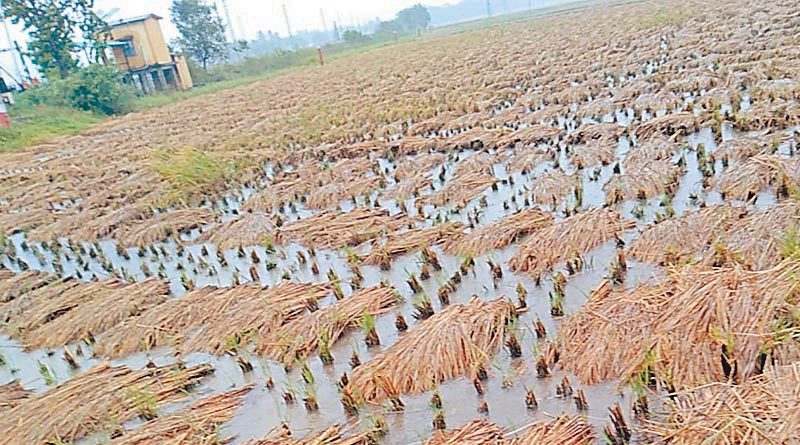 Rice crop in rain water