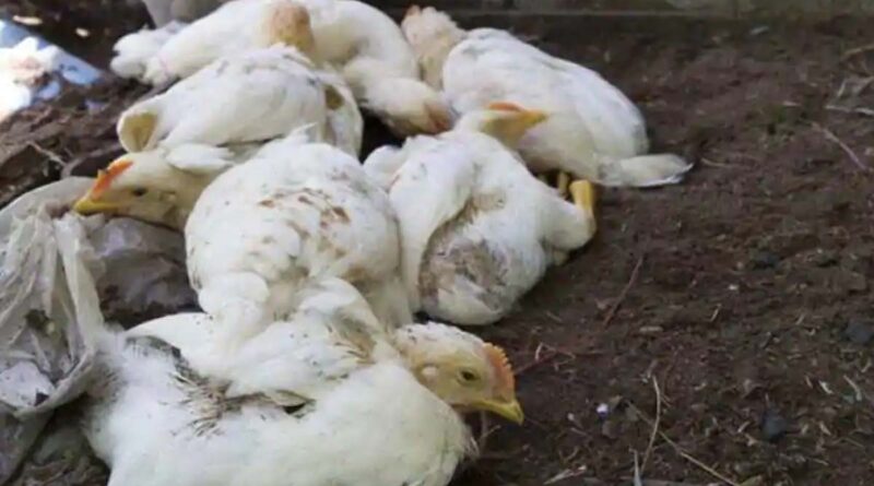 Bird flu outbreak in Warangal kills 120 chickens